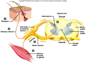 pain receptors